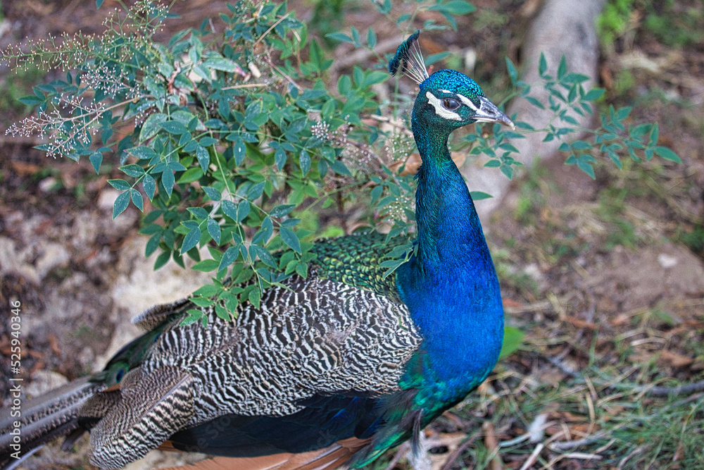 Obraz premium pavo real 