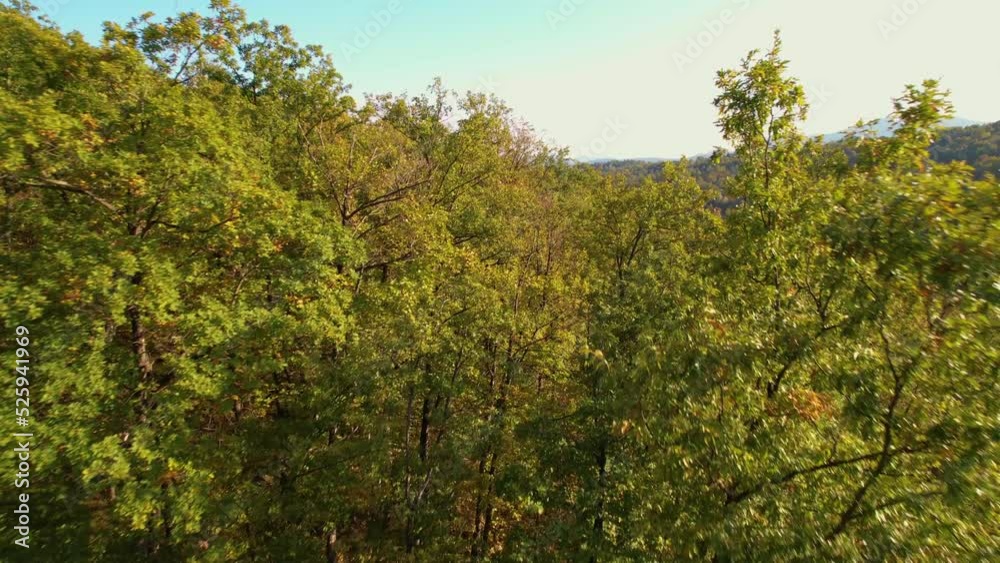 AERIAL: Flight above forest treetops reveals woodland in first autumn shades. Beautiful countryside with wooded hilly terrain and numerous trees in colors of fall season. Autumn spreads through woods. AERIAL: Flight above forest treetops reveals woodland in first autumn shades. Beautiful countryside with wooded hilly terrain and numerous trees in colors of fall season. Autumn spreads through woods.