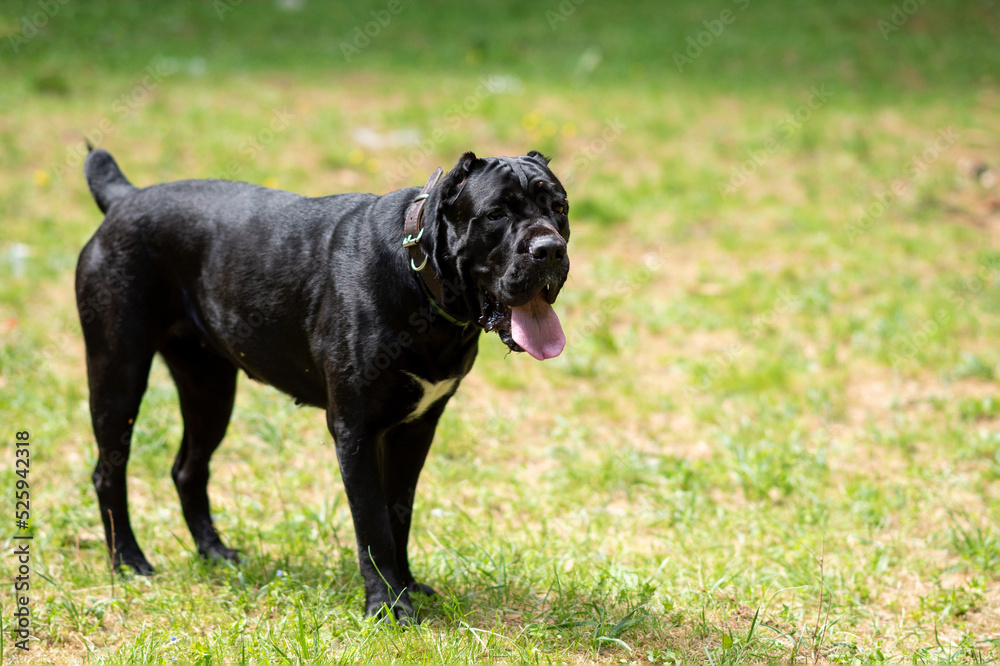 Cane Corso of dark color, sticking out his tongue, sitting on the grass