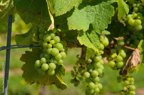 Wallpaper Mural wine grapes on the vine Torontodigital.ca