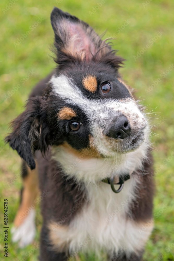chiot berger australien chiot berger australien