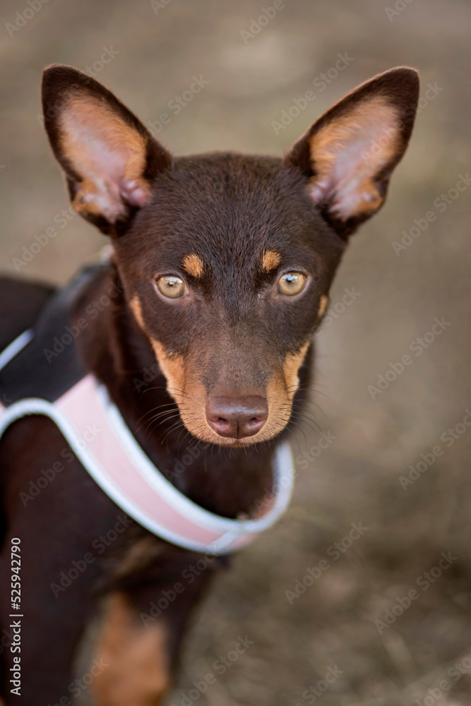 chiot lancashire heeler chiot lancashire heeler