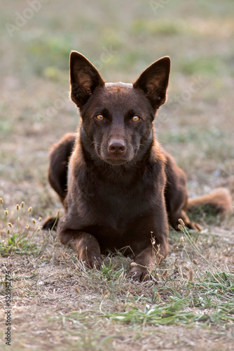 kelpie australien