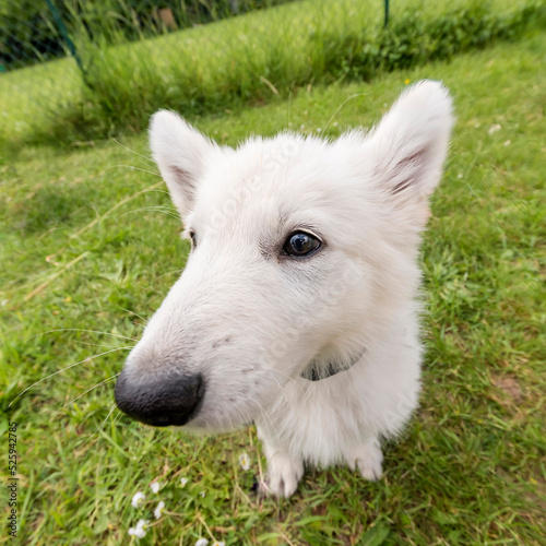 chiot berger blanc suisse