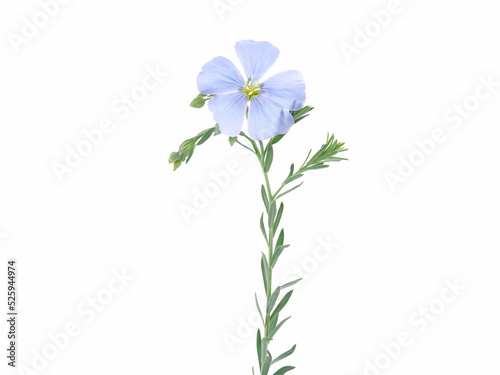 Blue flax flower isolated on white