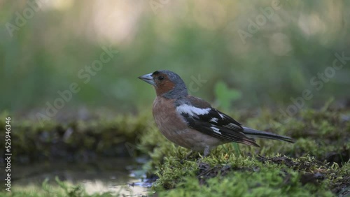 Male common chaffinch Fringilla coelebs songbird in the forest. photo