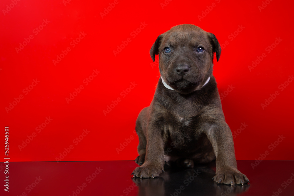 Perritos, cachorros en una pequeña caja y posando sobre un fondo rojo. Concepto veterinarias y tiendas para mascotas. Perritos, cachorros en una pequeña caja y posando sobre un fondo rojo. Concepto veterinarias y tiendas para mascotas.
