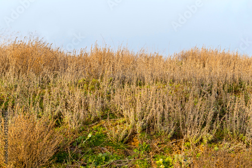 Yellow autumn grass. Background. Agricultural concept