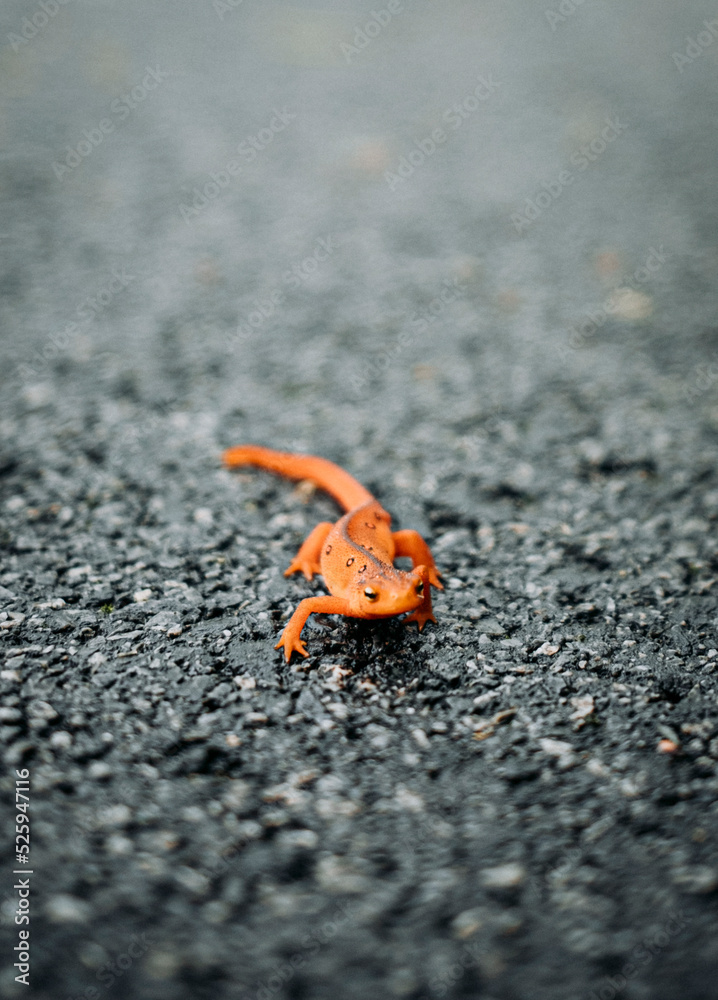 close up of orange salamander on wet paved road close up of orange salamander on wet paved road