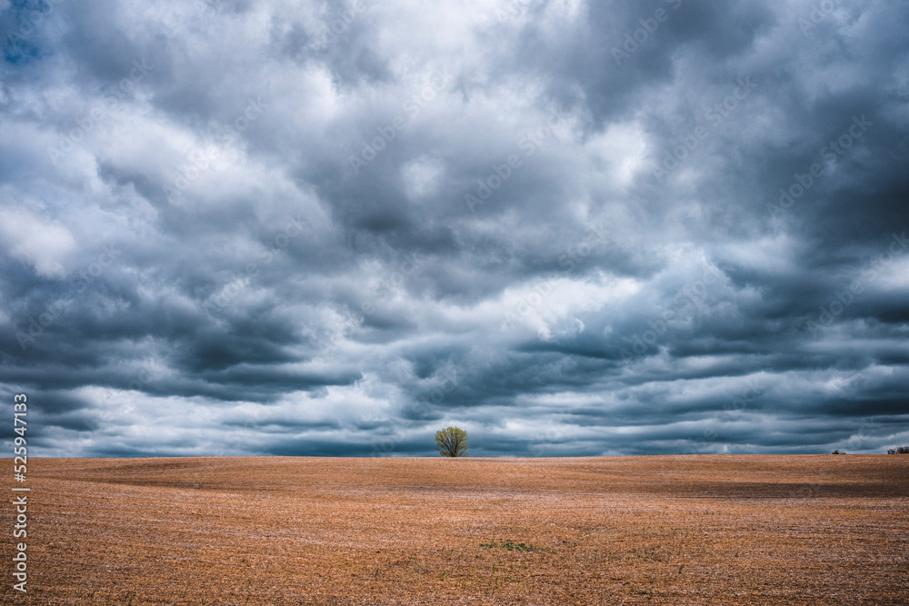 lone tree in plowed farm field with stormy sky lone tree in plowed farm field with stormy sky
