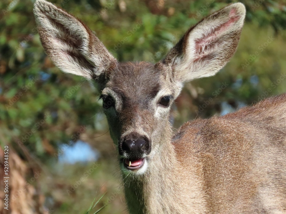 Black tailed deer close up