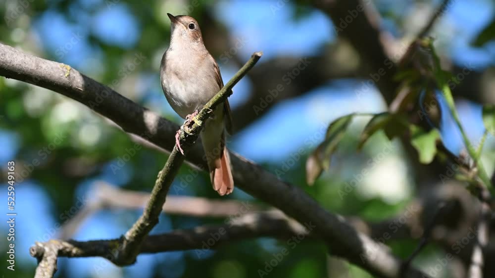 Common nightingale Luscinia megarhynchos. Singing bird. Common nightingale Luscinia megarhynchos. Singing bird.