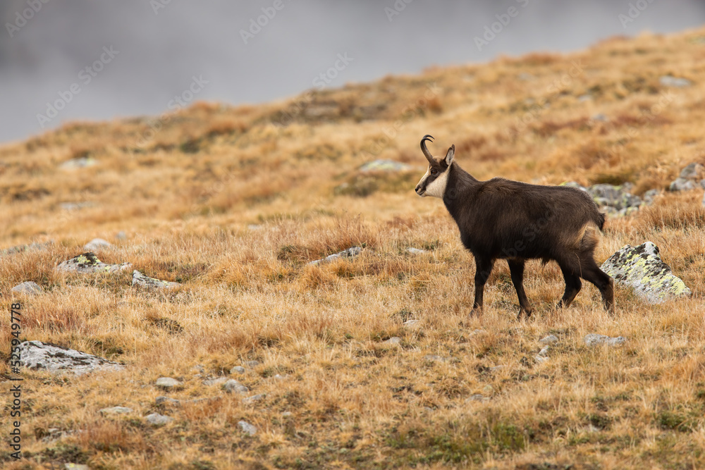 Fototapeta premium Tatra chamois, rupicapra rupicapra tatrica, standing on mountains in autumn nature. Horned animal looking on dry grass. Wild goat watching on rocks in fall.