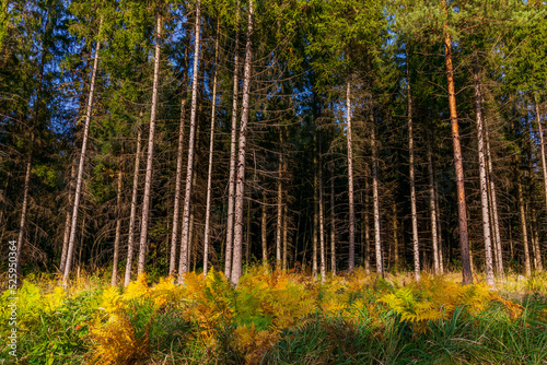 Fototapeta Naklejka Na Ścianę i Meble -  Ferns autumn colours on the edge of the forest