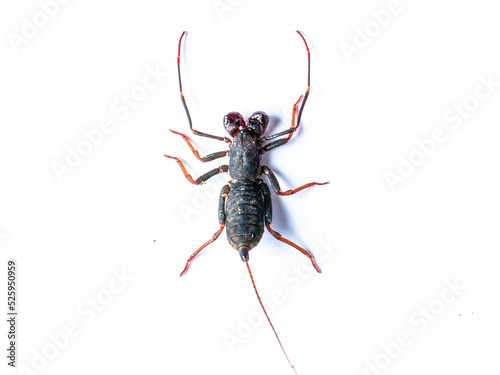 Close-up of whip scorpion on a white background