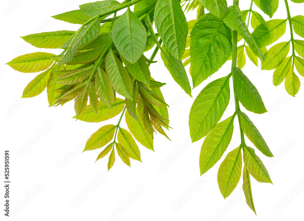 Green leaf isolated on white background. botanical design element. Spring Green. A beautiful leaf for decoration. Greenery. Nature. Green leaf isolated on white background. botanical design element. Spring Green. A beautiful leaf for decoration. Greenery. Nature.