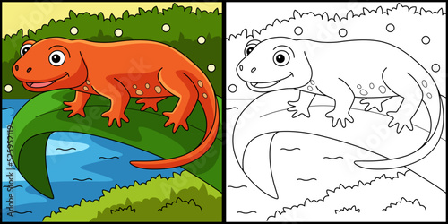 Newt Animal Coloring Page Colored Illustration