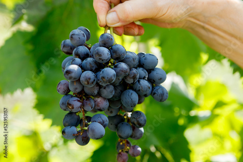 The hand holds a ripe brush of black grapes on a background of green leaves.