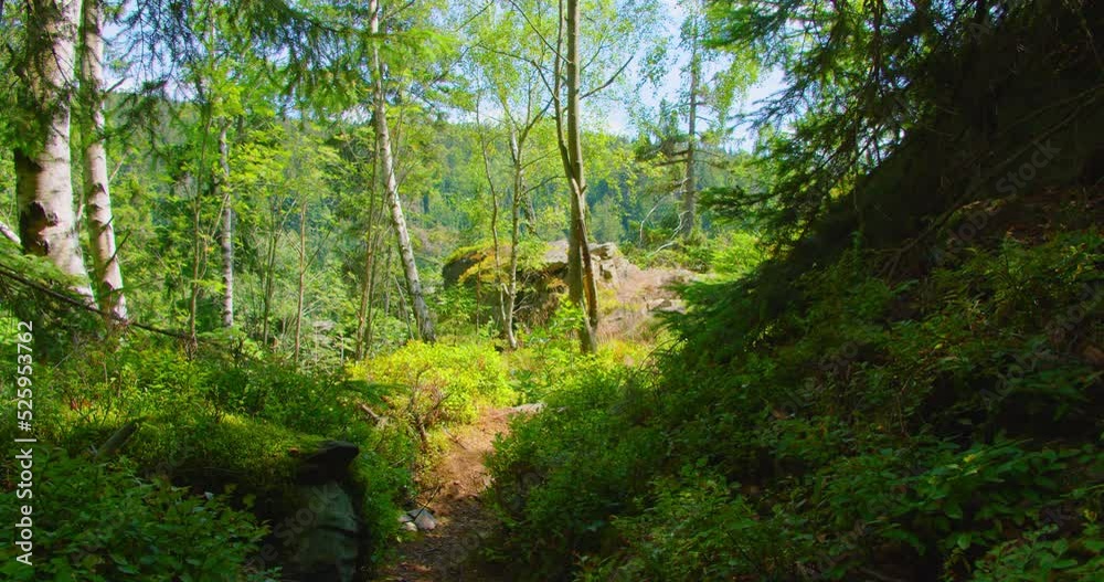 Narrow road in enchanted woodland forest. Green leaves of bushes. Light wind, fresh clean air. Peaceful and calm landscape. Sun rays break through pine tree trunks. Slider dolly shot. Narrow road in enchanted woodland forest. Green leaves of bushes. Light wind, fresh clean air. Peaceful and calm landscape. Sun rays break through pine tree trunks. Slider dolly shot.