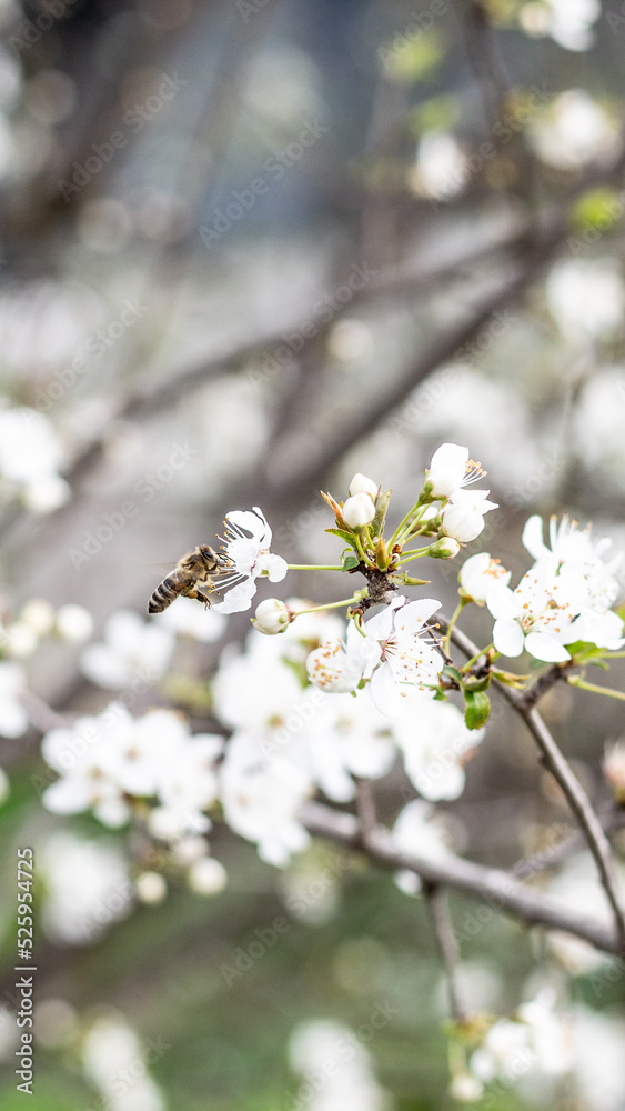 Obraz premium Spring is coming