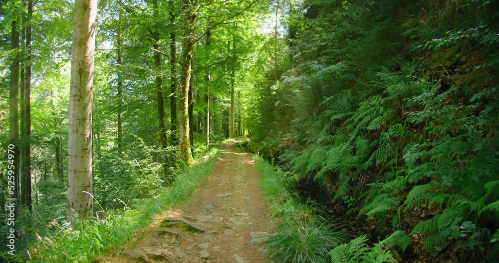 Narrow road in enchanted woodland forest. Green leaves of fern bushes. Light wind, fresh clean air. Peaceful and calm landscape. Sun rays break through pine tree trunks. Slider dolly shot. Narrow road in enchanted woodland forest. Green leaves of fern bushes. Light wind, fresh clean air. Peaceful and calm landscape. Sun rays break through pine tree trunks. Slider dolly shot.