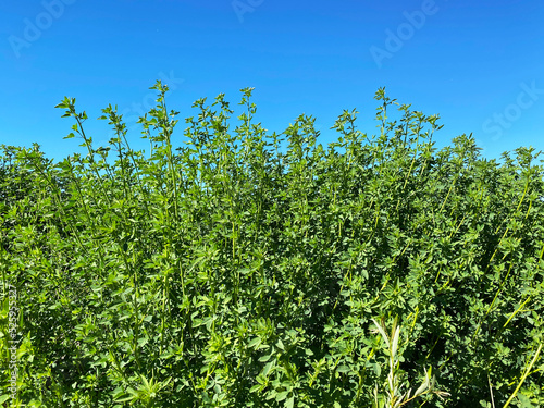 tall garden wall fence hedge green grass weed branches blue clear sky nature landscape