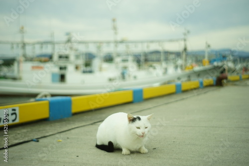 A cat living in Tottori port taken with old lens, Jupiter8 © i_moppet