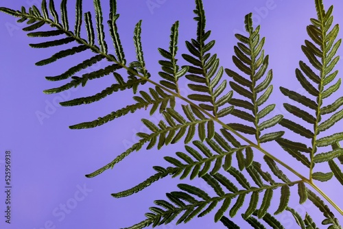 Isolated stem of Austral Bracken fern (Pteridium esculentum). Australian native plant. photo