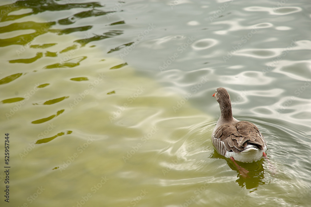 Patos paseando y nadando en un estanque, naturaleza y armonía Patos paseando y nadando en un estanque, naturaleza y armonía