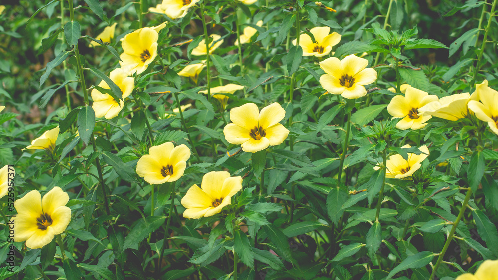 Beautiful yellow wild flower in the meadow under the sun. Natural background