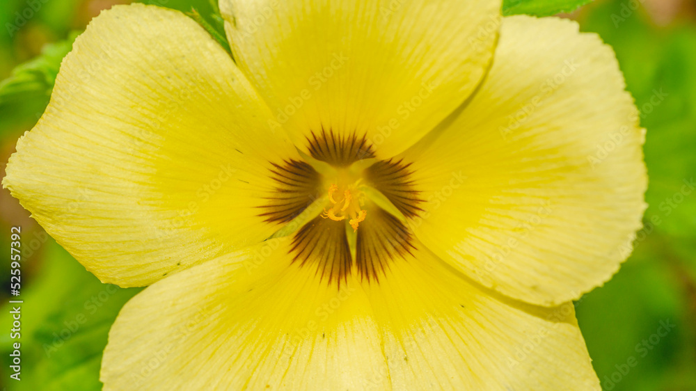 Detail closeup of yellow wild flower showing reproduction organs. Beautiful natural background Detail closeup of yellow wild flower showing reproduction organs. Beautiful natural background