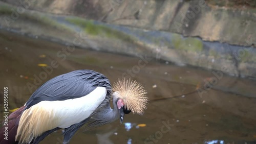 Grey crowned crane, balearica regulorum spotted at riverside, fluffing up its feathers, relaxing in the afternoon at bird sanctuary, wildlife park. photo