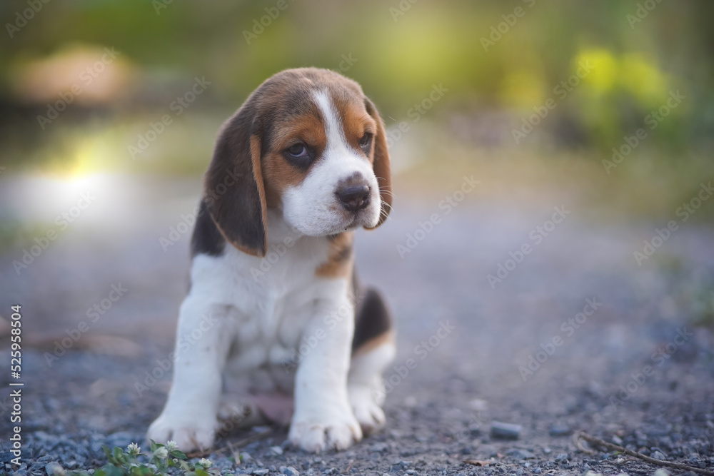 Beagle puppy sitting outdoor on the rural road.