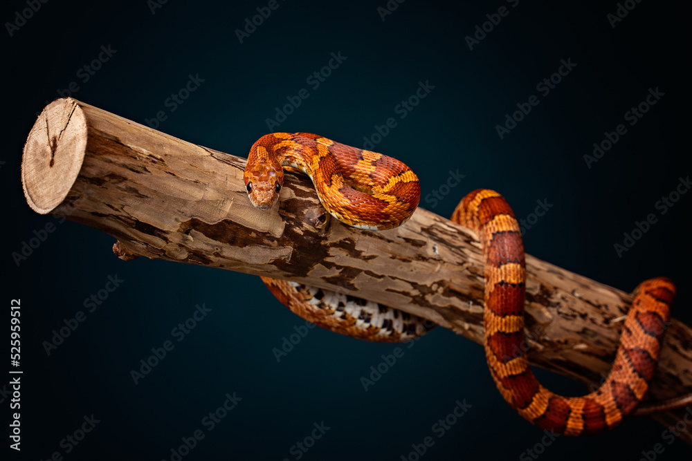 Cuadro en lienzo Corn snake on a log