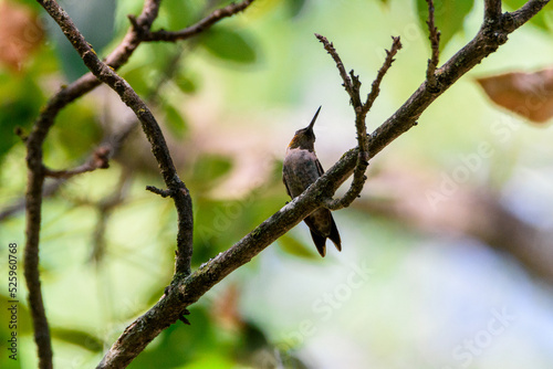 Male Ruby Throated Hummingbird Perched On Limb-6104