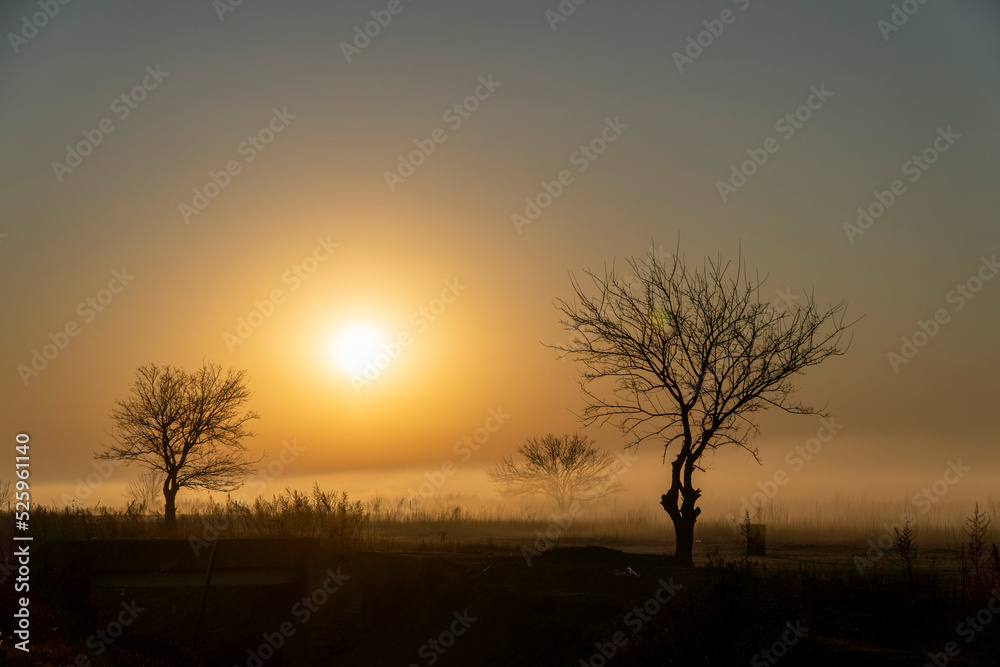 Trees silhouetted against the sunrise in a misty morning.
