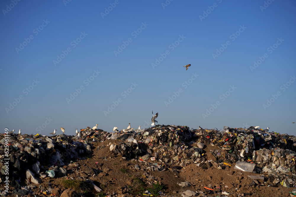 Birds overfly a waste dumping groud