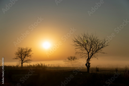 Trees silhouetted against the sunrise in a misty morning.