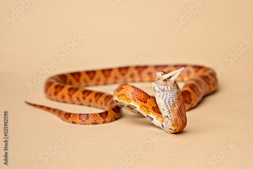 Corn snake being fed a mouse