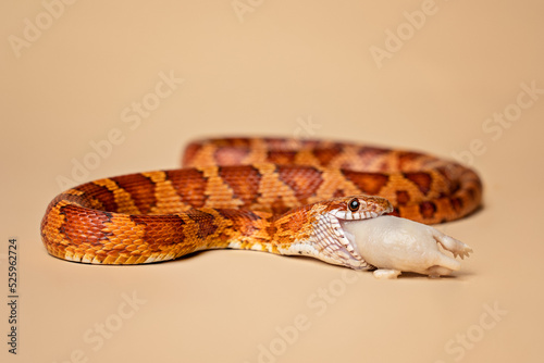 Corn snake being fed a mouse
