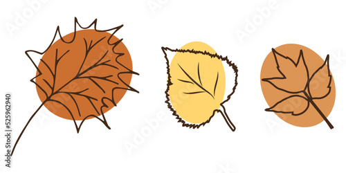 autumn botanical illustration maple birch leaves line art style