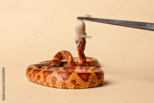 Принти на полотні Corn snake being fed a mouse