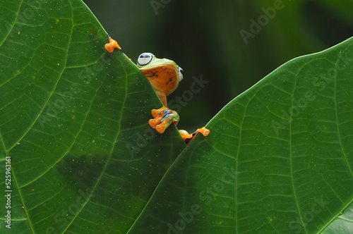 Frog, flying frog, Wallace's flying frog, photo