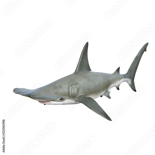 Shark 3D rendering