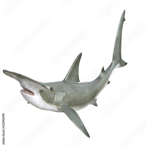 Shark 3D rendering