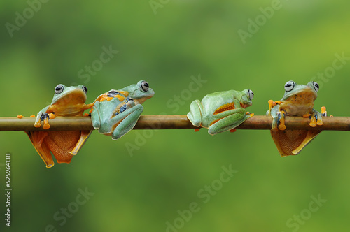 Frog, flying frog, Wallace's flying frog, photo