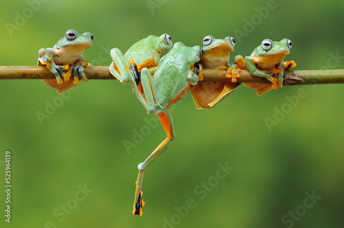 Frog, flying frog, Wallace's flying frog,