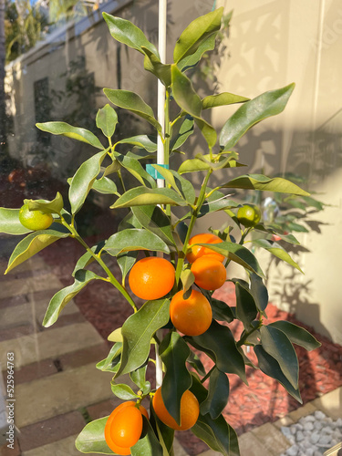 Kumquat Meiwa tree fruit fruiting