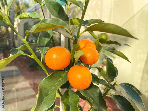 Kumquat Meiwa tree fruit fruiting