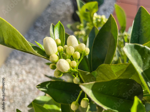 Orange tree flowers blossoming